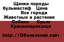 Щенки породы бульмастиф › Цена ­ 25 000 - Все города Животные и растения » Собаки   . Крым,Красноперекопск